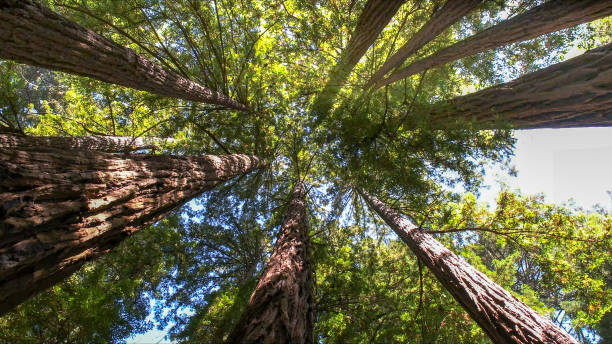 Best Tree Disease Treatment  in Bellview, FL